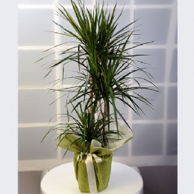 Marginata 3