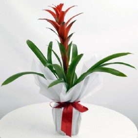 Guzmania