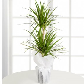 Marginata 2