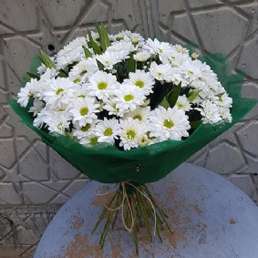 Beyaz Papatya Demeti